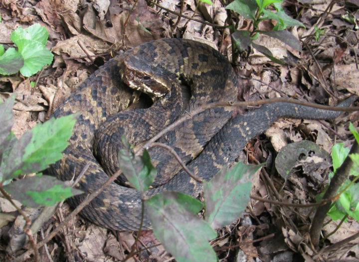 Cottonmouth